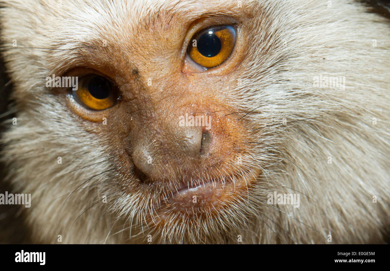 Vier Geoffroy Tufted-Schmuckschildkröte Marmoset in einem niederländischen zoo Stockfoto