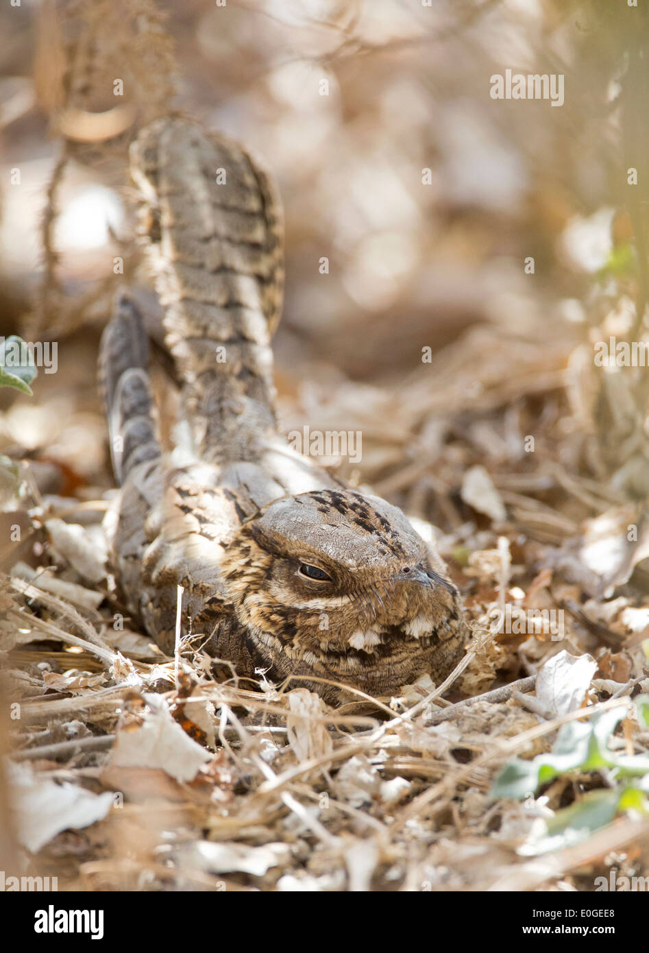 Red necked Ziegenmelker Caprimulgus Ruficollis Schlafplatz tagsüber in La Janda Andalusien Spanien im September Stockfoto