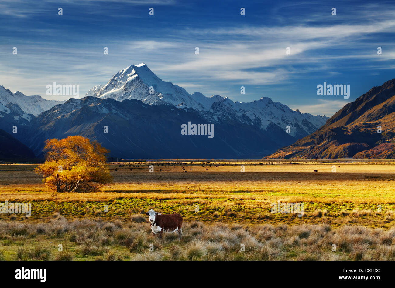 Ackerland mit weidenden Kühen und Mount Cook auf Hintergrund, Canterbury, Neuseeland Stockfoto