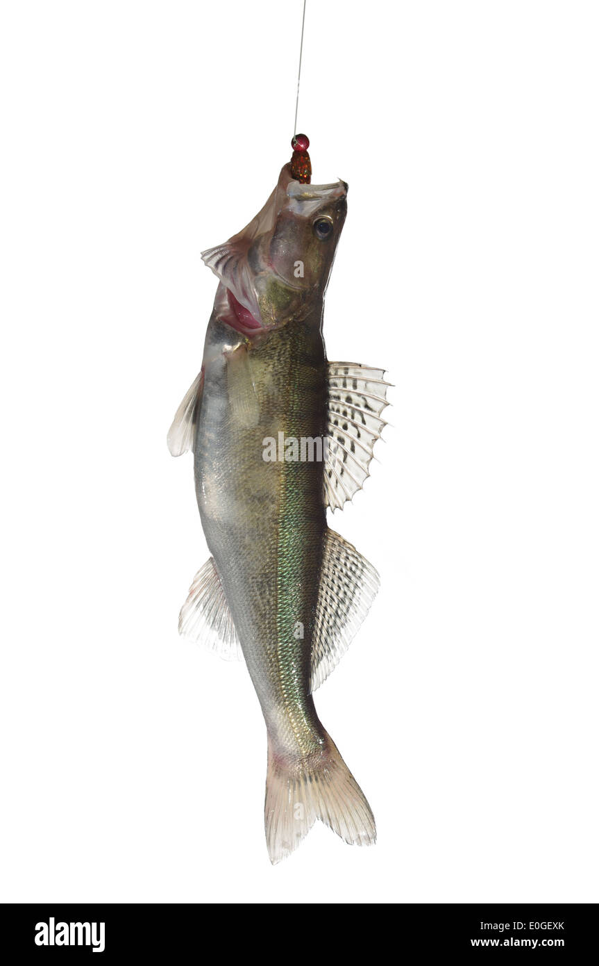 Fisch Zander mit Kder auf weiem Hintergrund Stockfotografie - Alamy