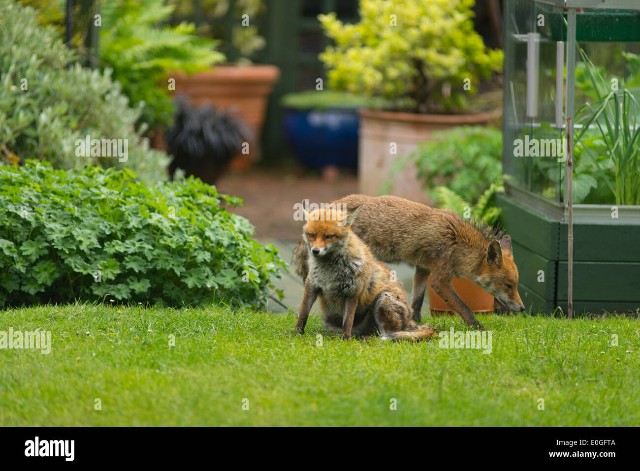 Zwei rote Füchse, Vulpes Vulpes, auf der Wiese im Garten mit Topfpflanzen im Hintergrund Stockfoto