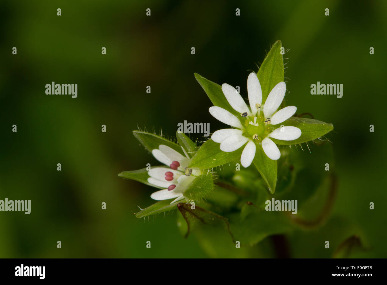 Gemeinsamen Hornkraut (Cerastium Fontanum) Stockfoto