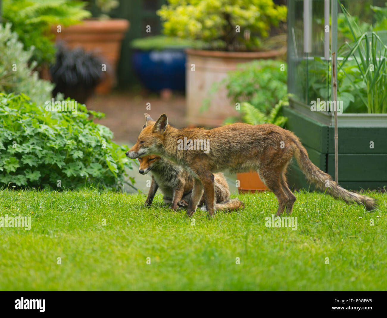 Zwei rote Füchse, Vulpes Vulpes, auf der Wiese im Garten Stockfoto