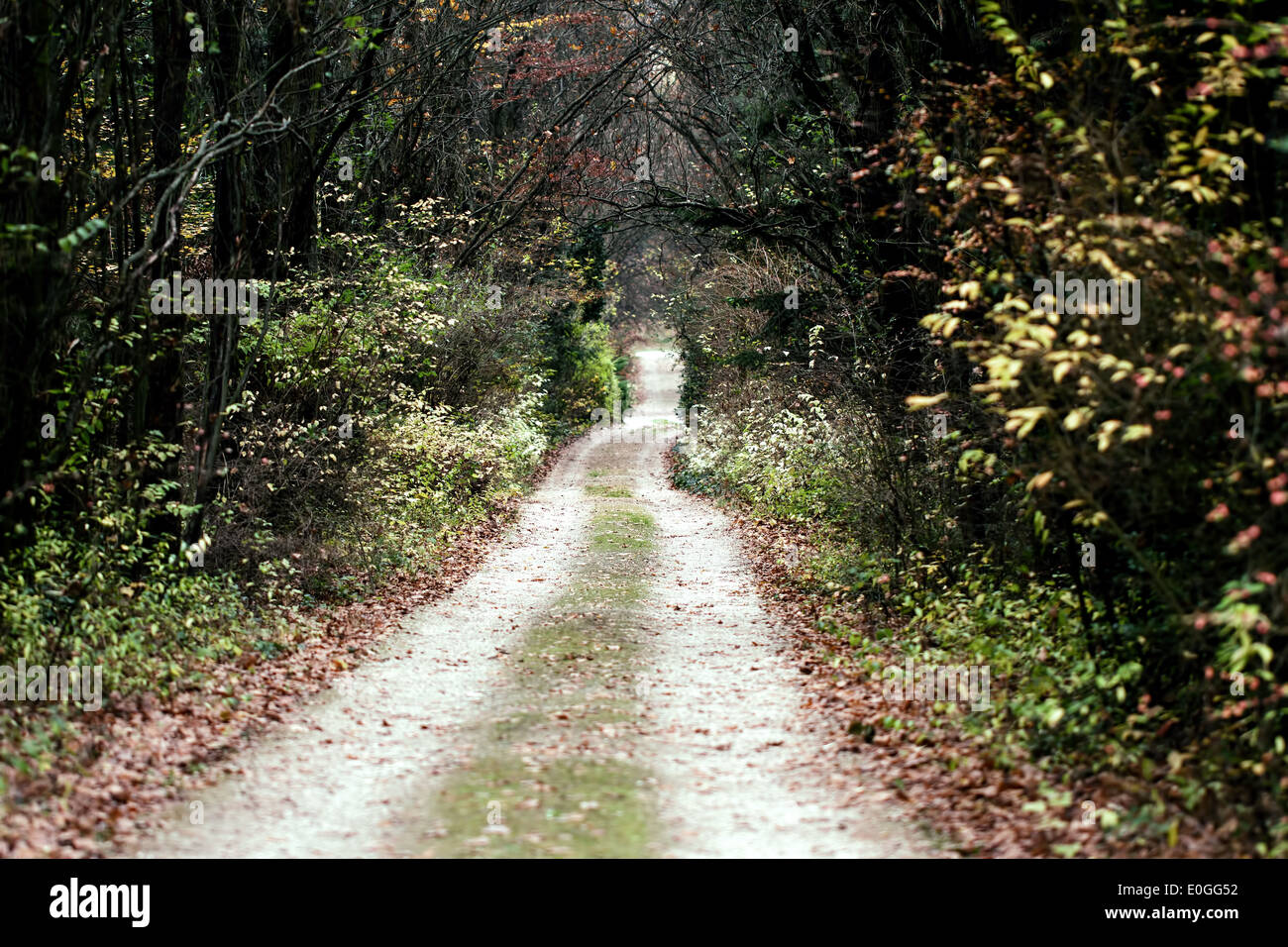 Leer-Waldweg im Herbst Stockfoto