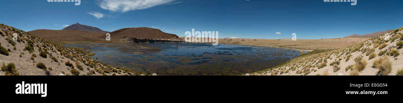 Schwarz-Enten und schwefelhaltige Algen auf Laguna Turquiri, Südbolivien. Stockfoto