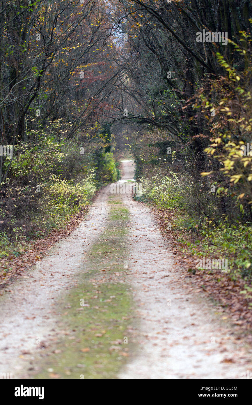 Leer-Waldweg im Herbst Stockfoto