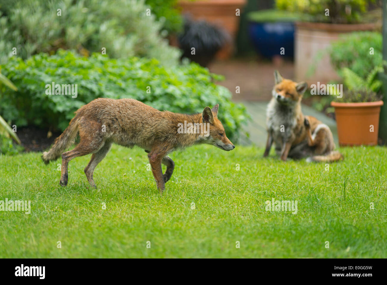 Zwei rote Füchse, Vulpes Vulpes, auf der Wiese im Garten Stockfoto