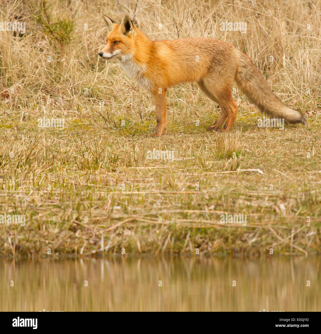 Ein Fuchs in seinem natürlichen Lebensraum in den Niederlanden Stockfoto