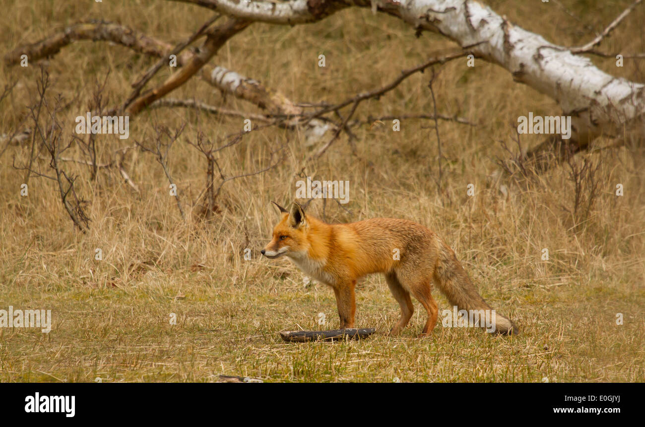 Ein Fuchs in seinem natürlichen Lebensraum in den Niederlanden Stockfoto