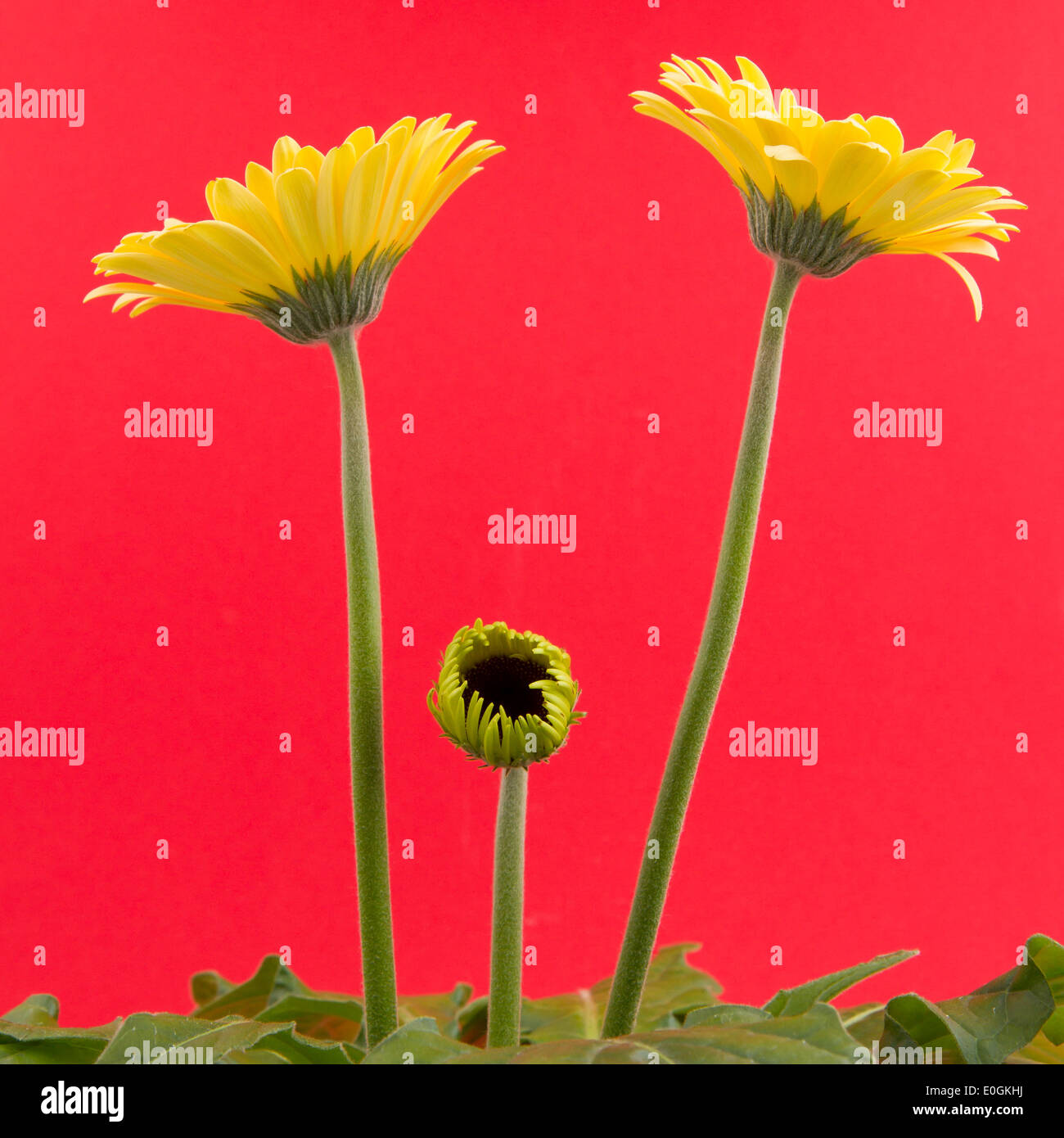 Gelbe Gerbera Blume auf einem roten Hintergrund isoliert Stockfoto