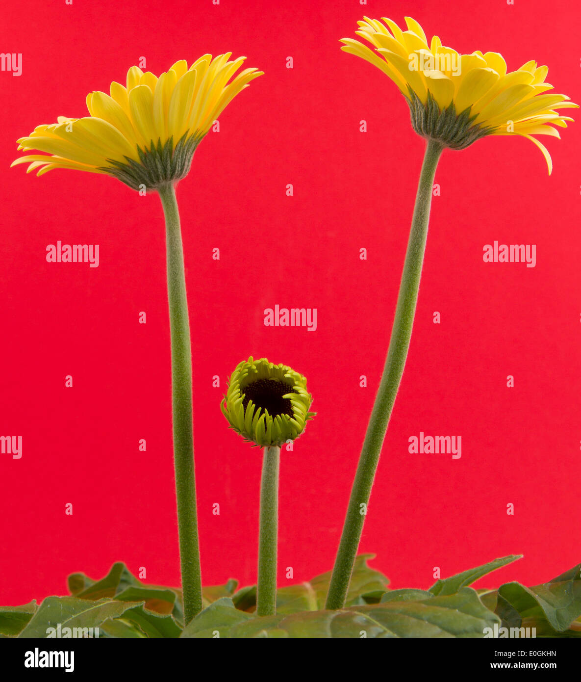 Gelbe Gerbera Blume auf einem roten Hintergrund isoliert Stockfoto