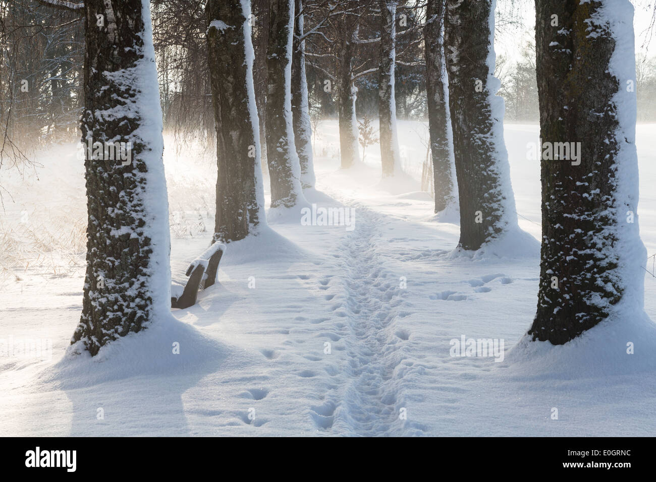 Birke-Gasse im Schnee, Winterscenery in der Nähe von Uffing am Staffelsee See, Upper Bavaria, Bavaria, Germany Stockfoto