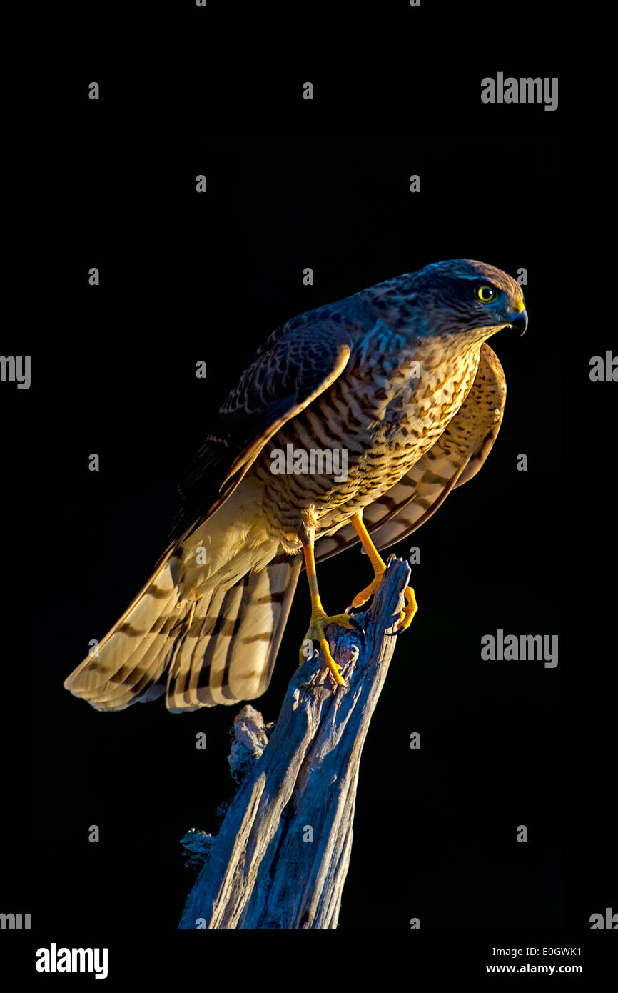 Sperber, Eurasian Sparrowhawk Accipiter Risus, vom südlichen Norwegen., Sperber Stockfoto