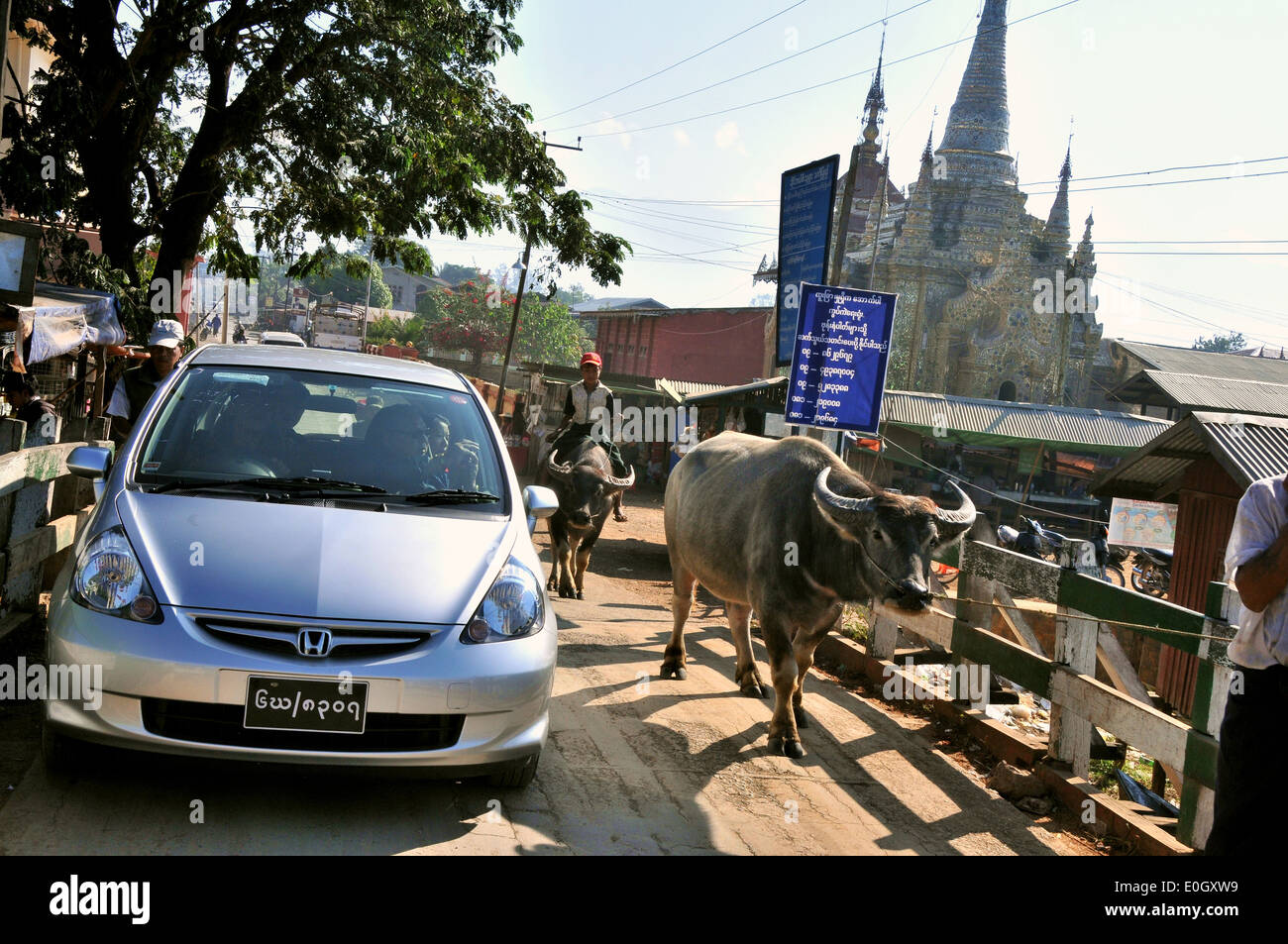 Auto mit der Kuh in die Stree Nyaungshwe, Nyaungshwe, Inle-See, Myanmar, Myanmar, Asien Stockfoto