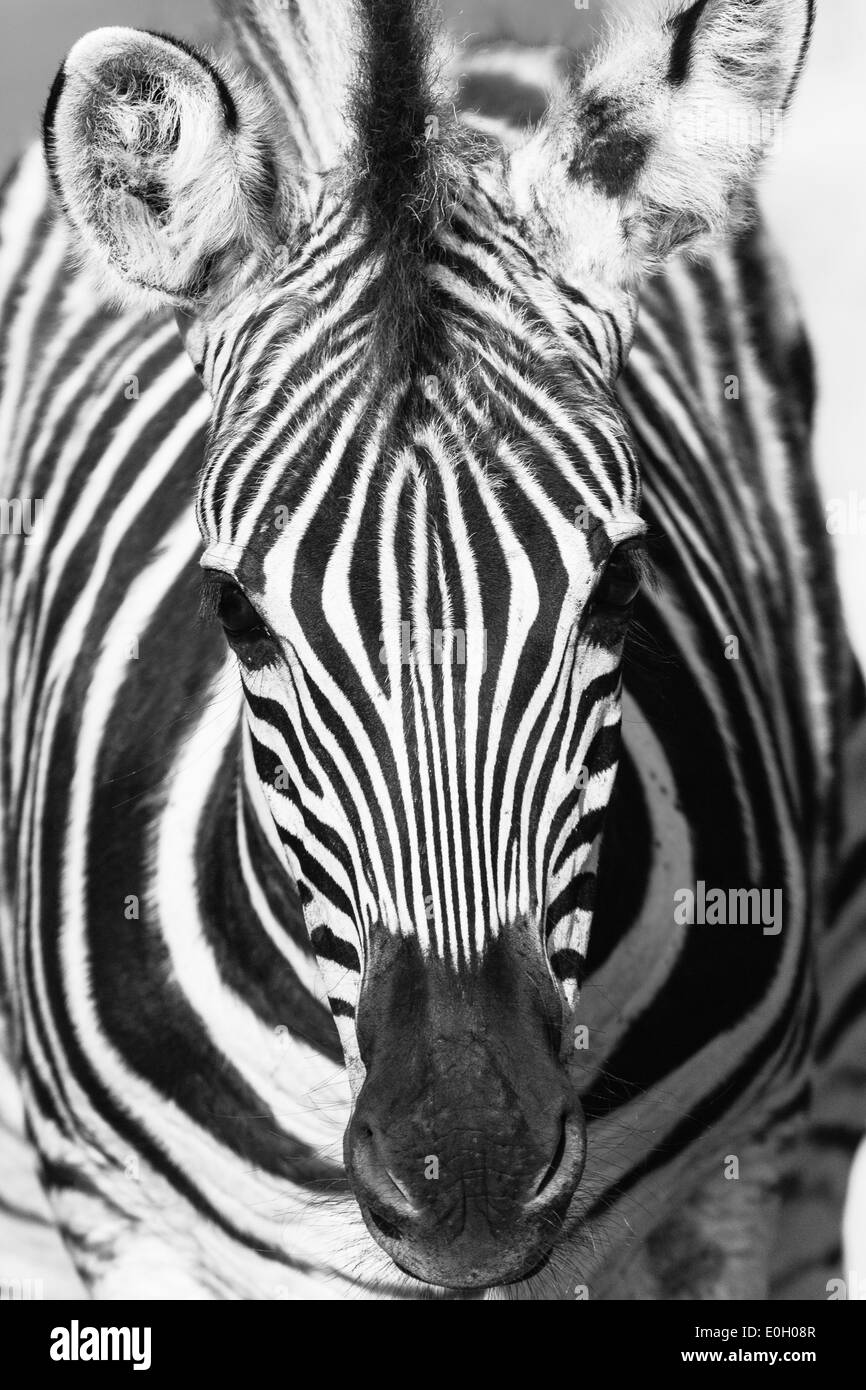 Zebra-Wildlife Stockfoto