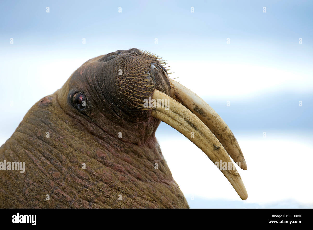 Nahaufnahme des Gesichts von Walerus (Odobenus Rosmarus) am Phippoeya, nördlichen Spitzbergen, Svalbard, Norwegen Stockfoto