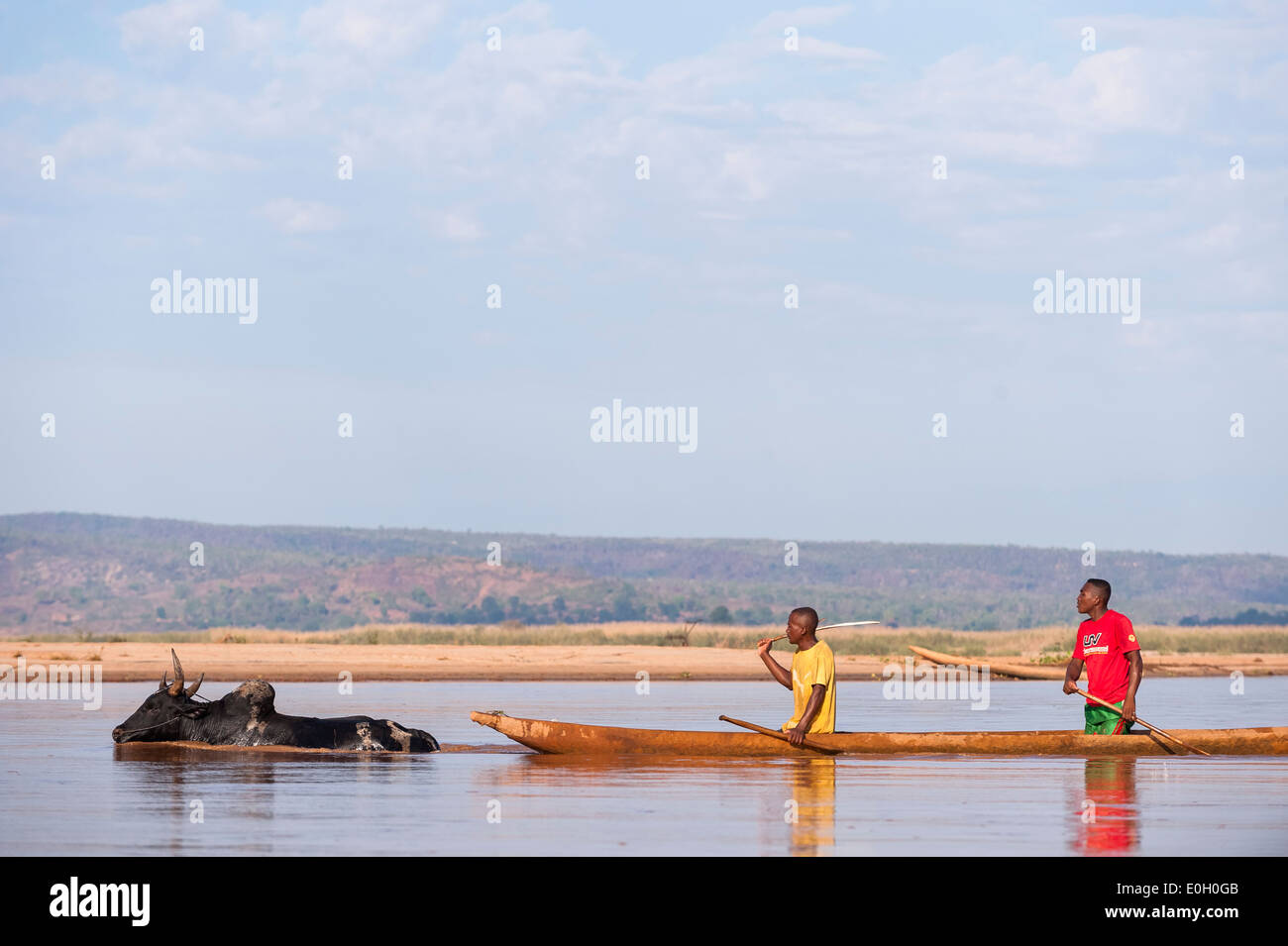 Bauern eine Kuh durch den Fluss, Madagaskar, Afrika Stockfoto