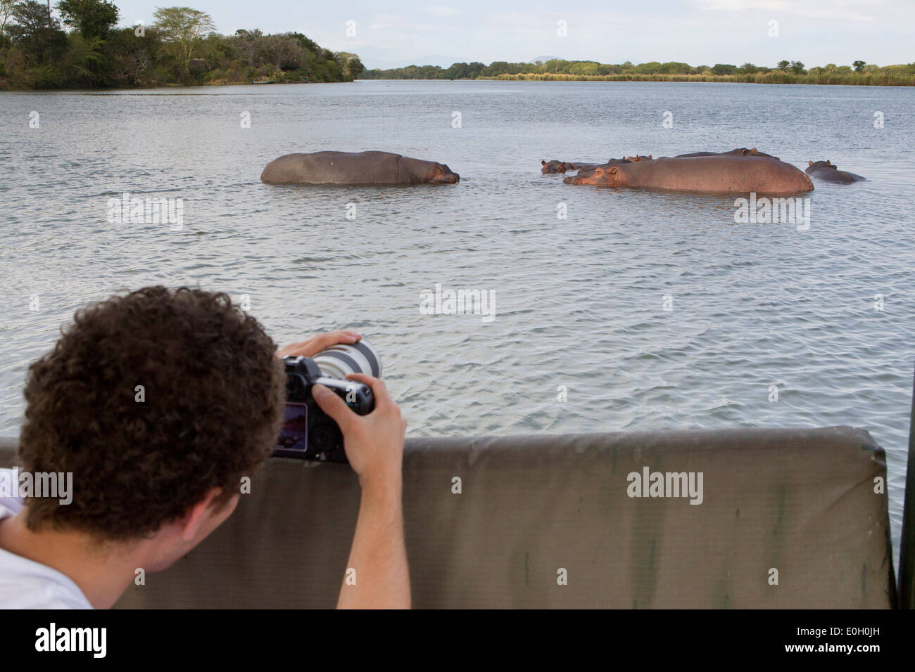 Ein Mann, fotografieren, Filmen eine Gruppe von Flusspferde, Nilpferd, Shire River, Liwonde Nationalpark, Malawi, Afrika Stockfoto