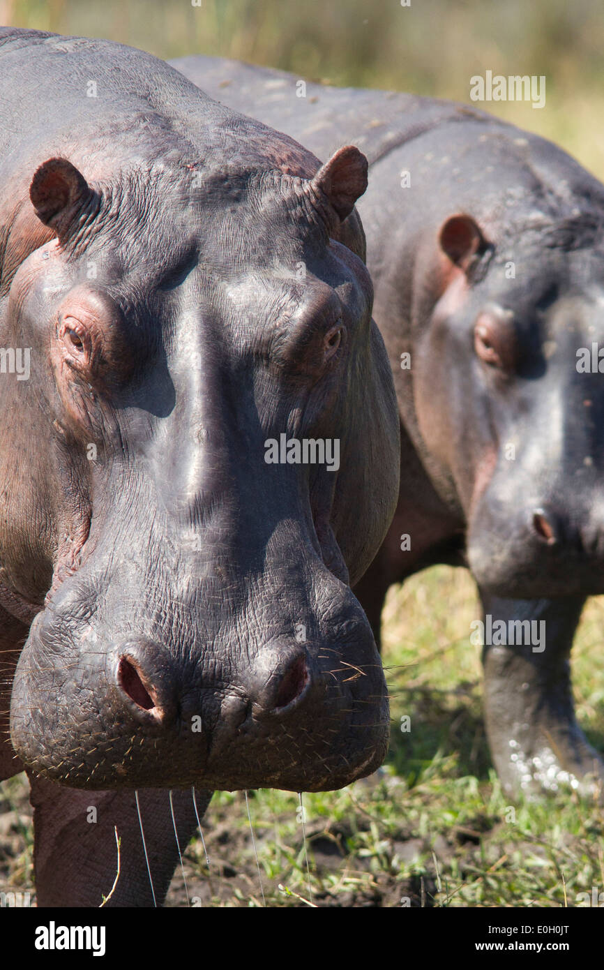 Nilpferd, Nilpferd, Liwonde Nationalpark, Malawi, Afrika Stockfoto