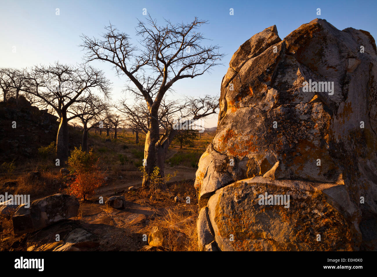 Abendstimmung mit einem Rock und Baobab Bäume, Malawi, Afrika Stockfoto