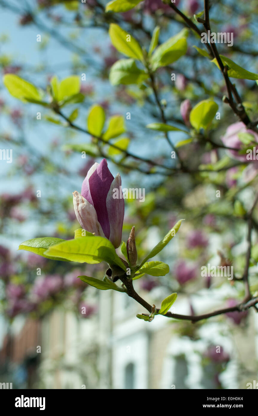 Magnolia Blumen im Keim zu ersticken Stockfoto
