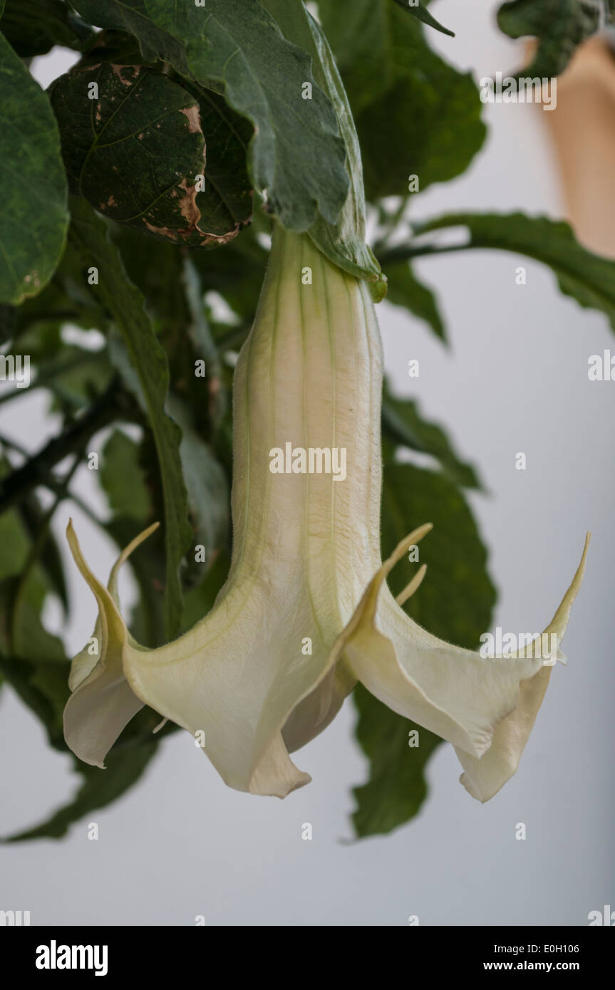 Nahaufnahme der Blüte einer weißen Trompetenbaum (Tabebula Bignoniaceae) Stockfoto