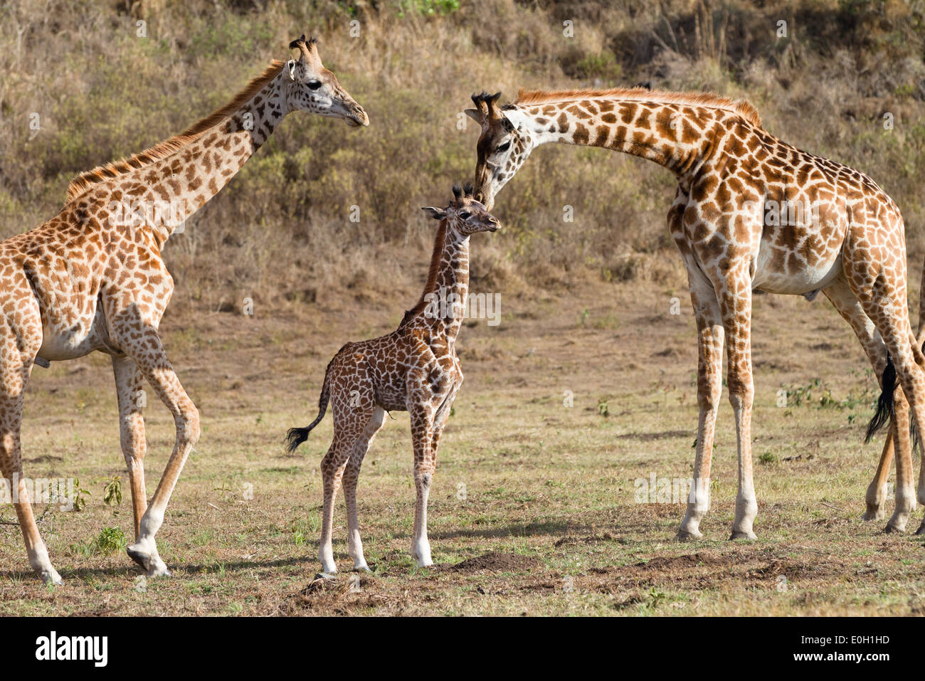 massai-giraffen-mit-jungen-kalb-giraffa-plancius-arusha-national-park