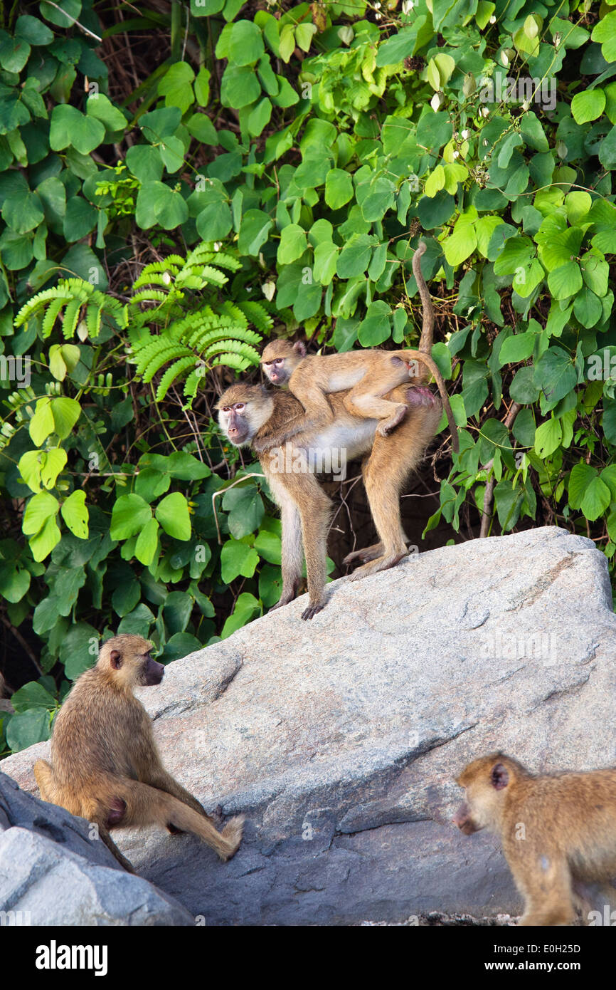 Gelbe Pavian mit Baby, irgendwie Pavian Papio Cynocephalus Kindae, Lake Tanganjika, Mahale Mountains National Park, Tansania, Eas Stockfoto