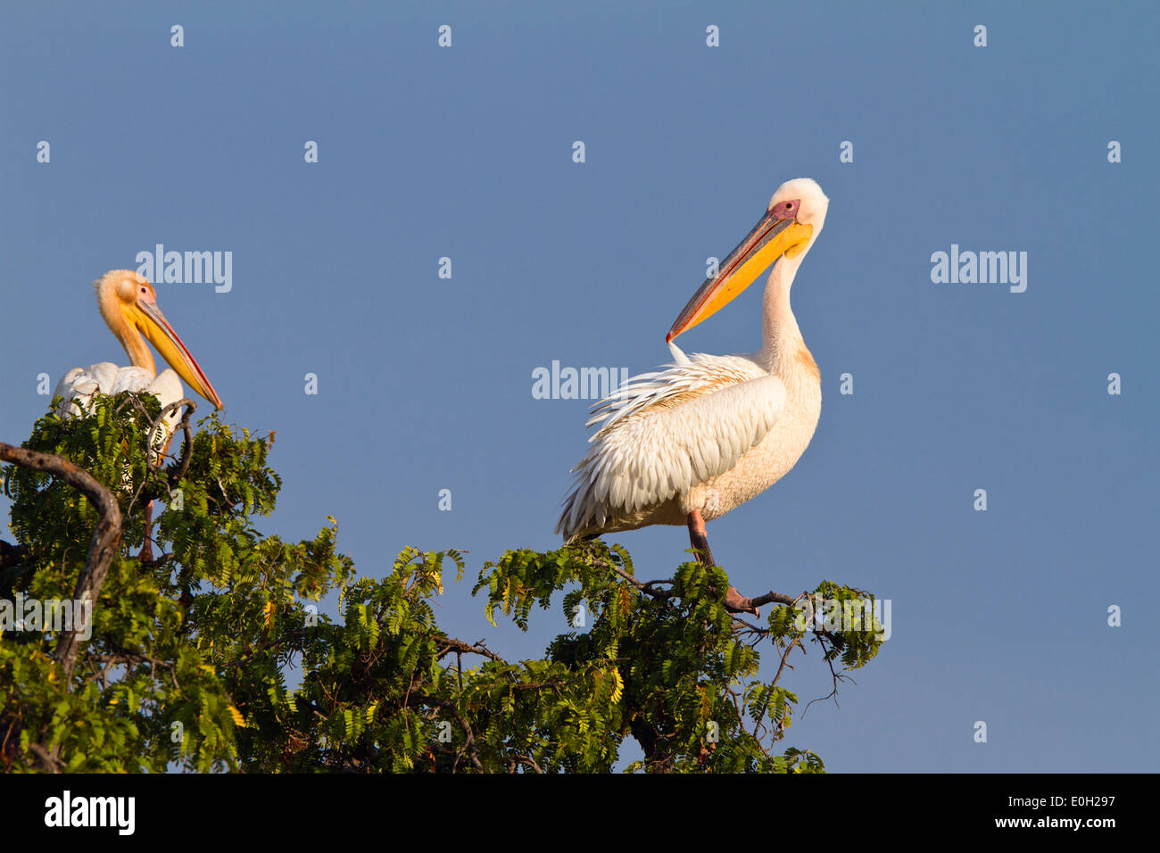Weiße Pelikane, Pelecanue Onocrotalus, Ruaha Nationalpark, Tansania, Ostafrika, Afrika Stockfoto
