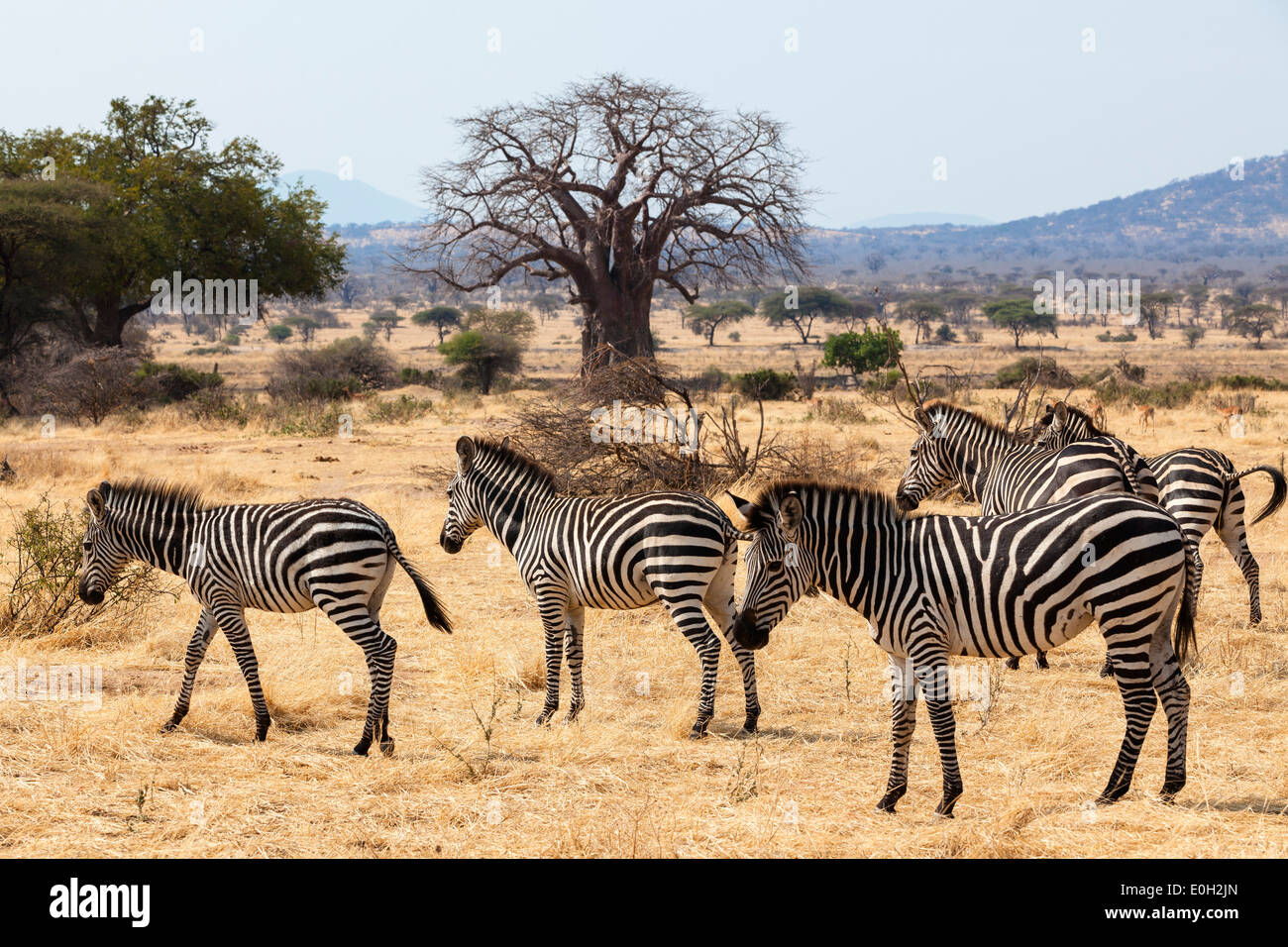Zebras, Equus Quagga, mit Baobab, Affenbrotbäume Digitata, Ruaha Nationalpark, Tansania, Afrika Stockfoto