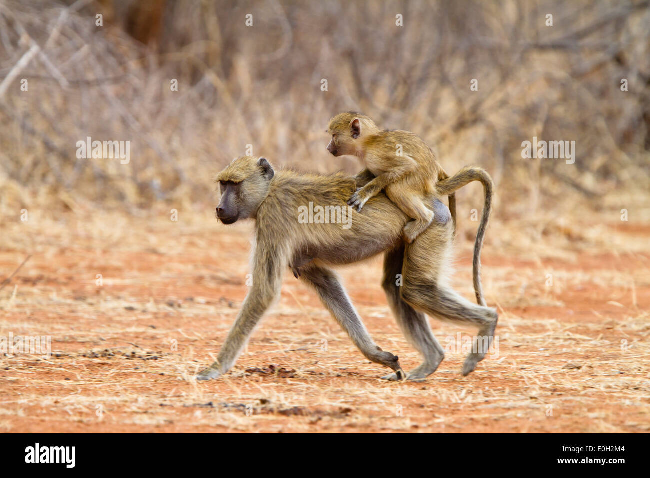 Gelbe Pavian mit Baby, Papio Cynocephalus, Lake Tanganjika, Ruaha Nationalpark, Tansania, Ostafrika, Afrika Stockfoto