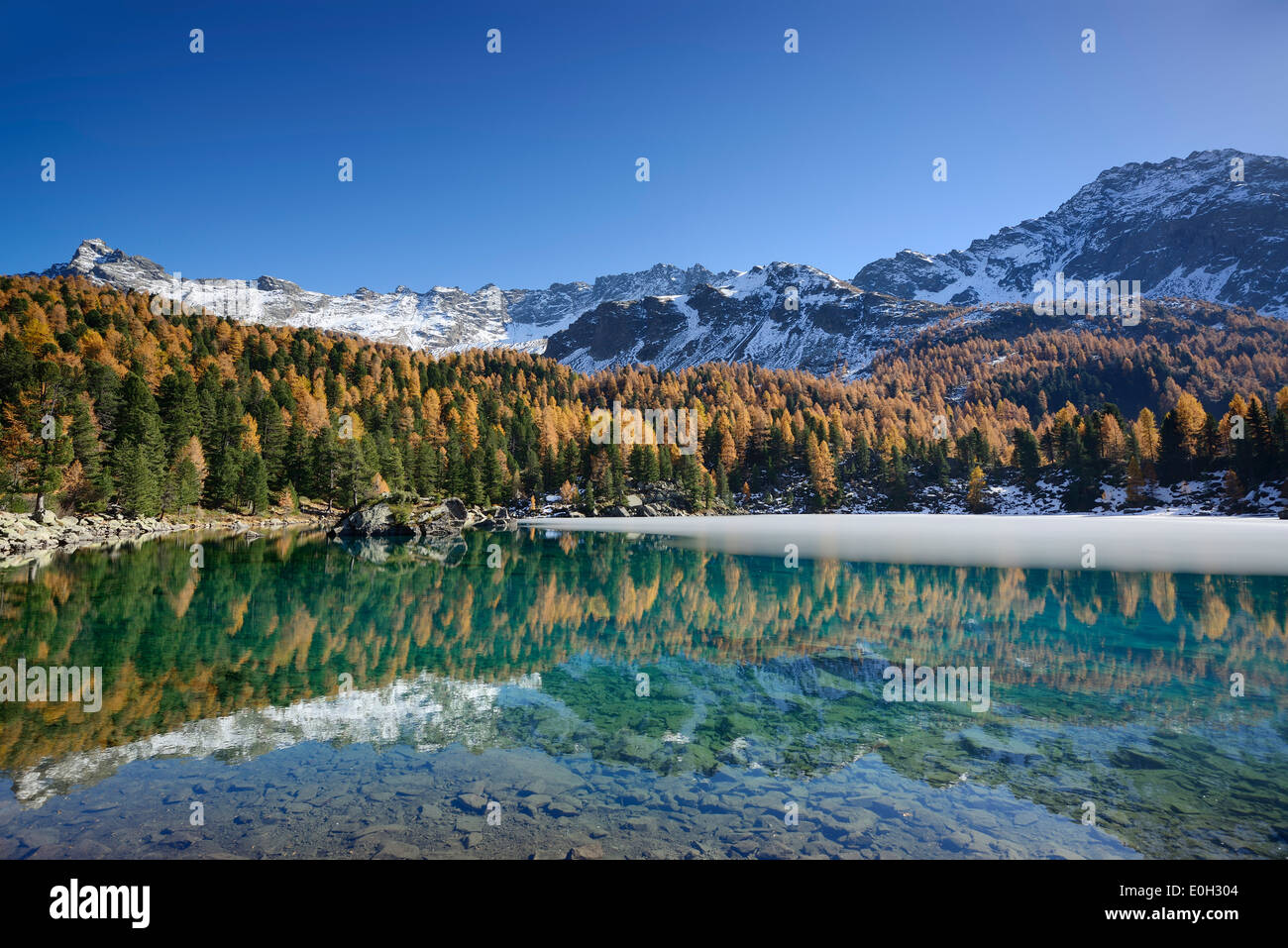 Lärchen in herbstlichen Farben und schneebedeckte Berge, reflektiert in einem Bergsee Lake Saoseo, Val da Cam, Val Poschiavo, Li Stockfoto