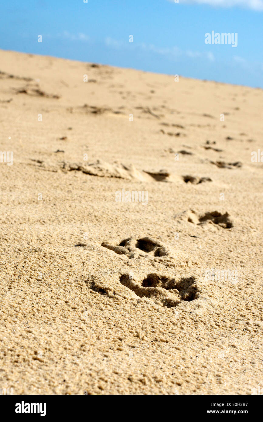 "Pawprints im Sand" ein Hund Pawprints in den Sandstrand Forshore am Studland, Dorset Stockfoto
