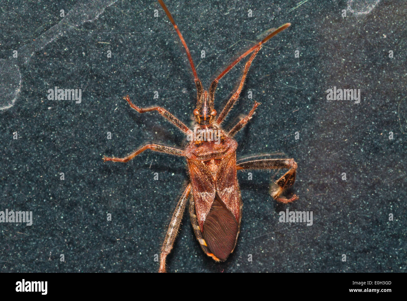 Western-Nadelbaum-Samen Bug, Leptoglossus Occidentalis, auf einem Felsen, kleine Cataraqui Conservation Area, Ontario Stockfoto