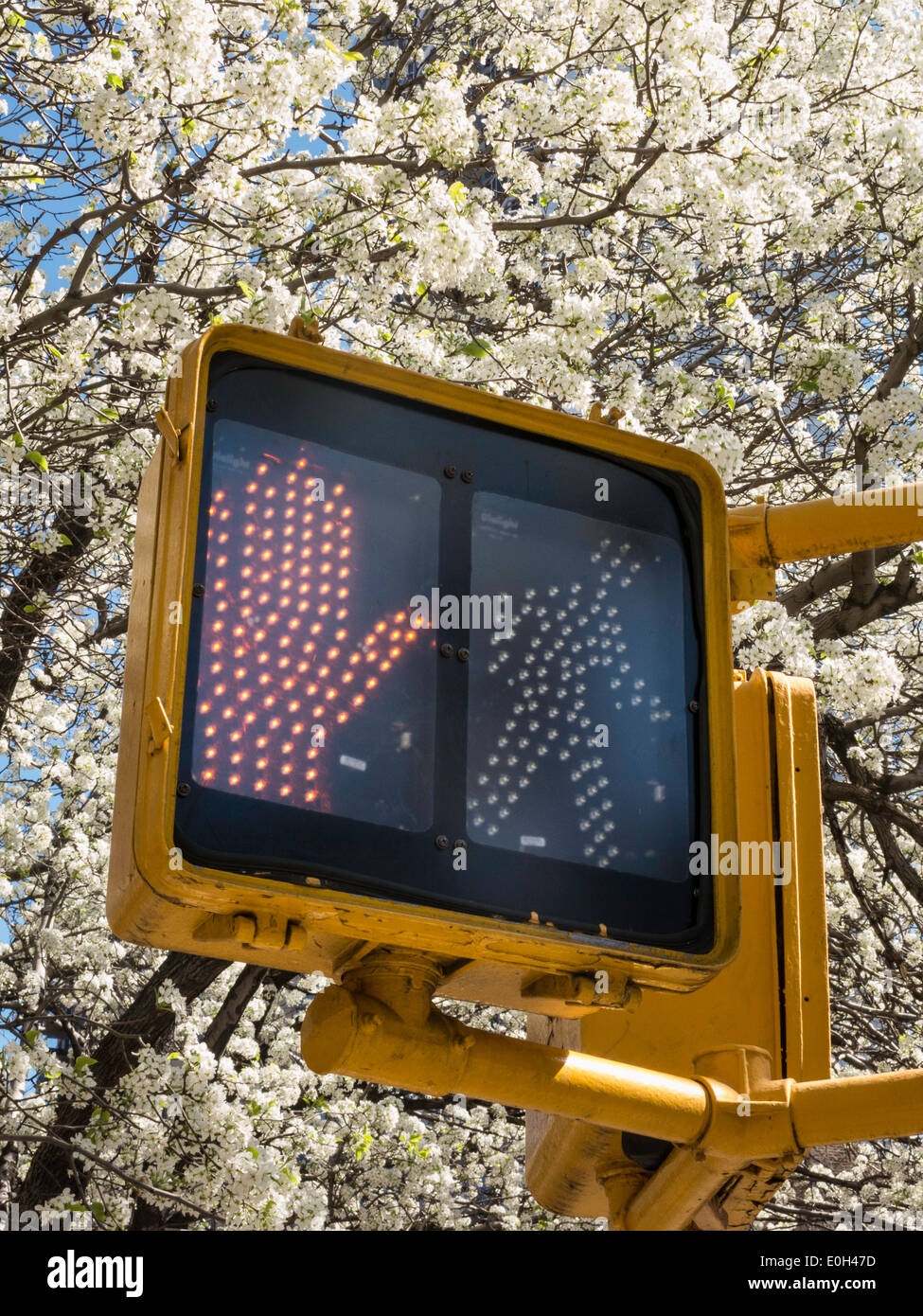 Fußgängerzone Zebrastreifen Signal und blühender Baum, NYC Stockfoto