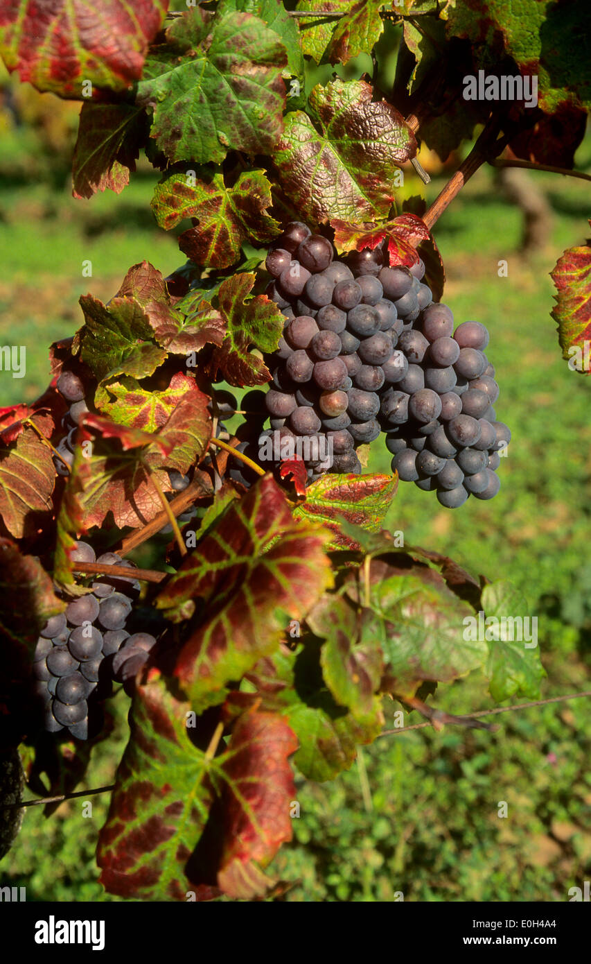 Trauben am Rebstock wachsen Stockfoto