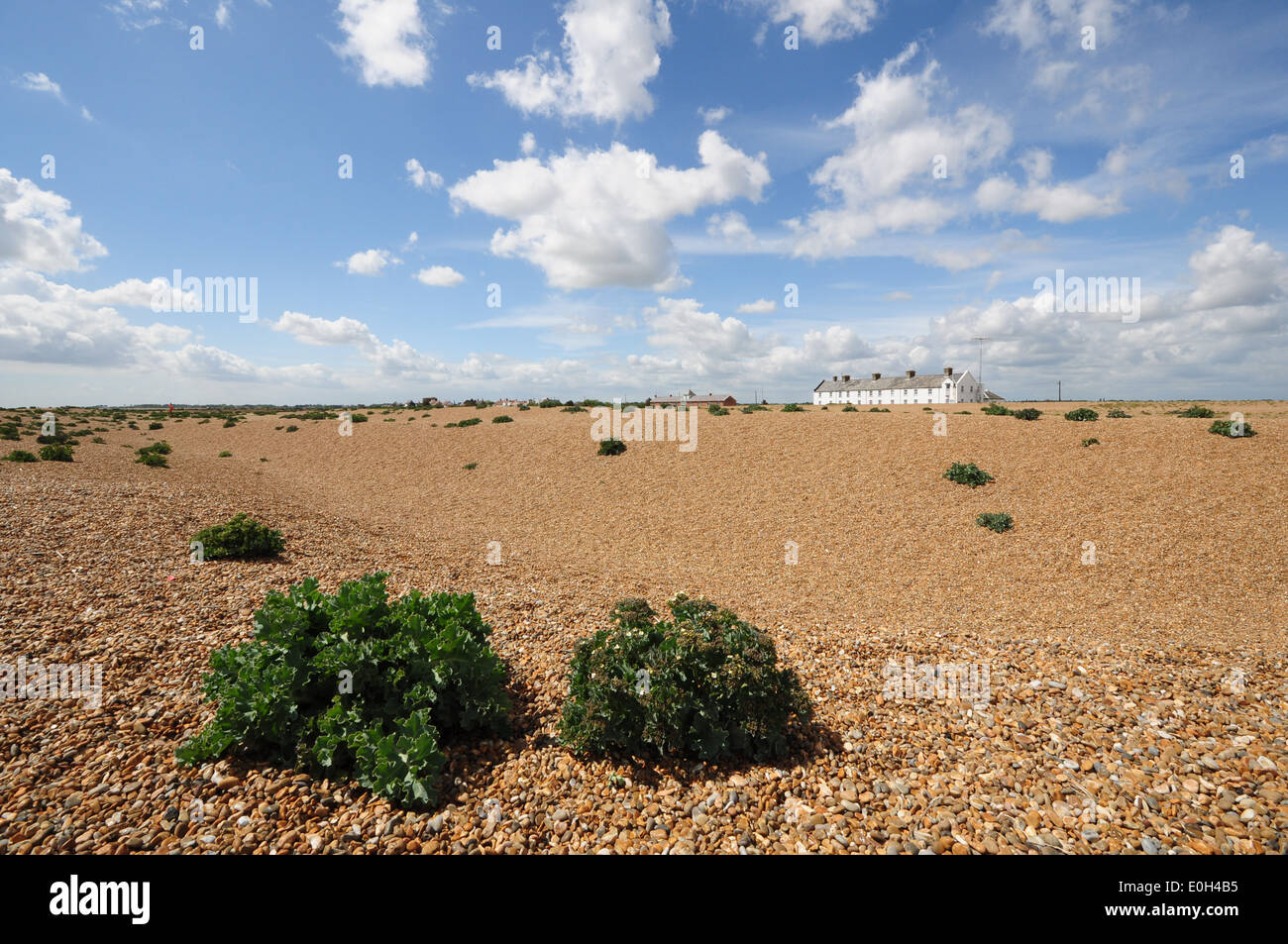 Seekohl und Schindel auf Schindel Street, Suffolk. Stockfoto