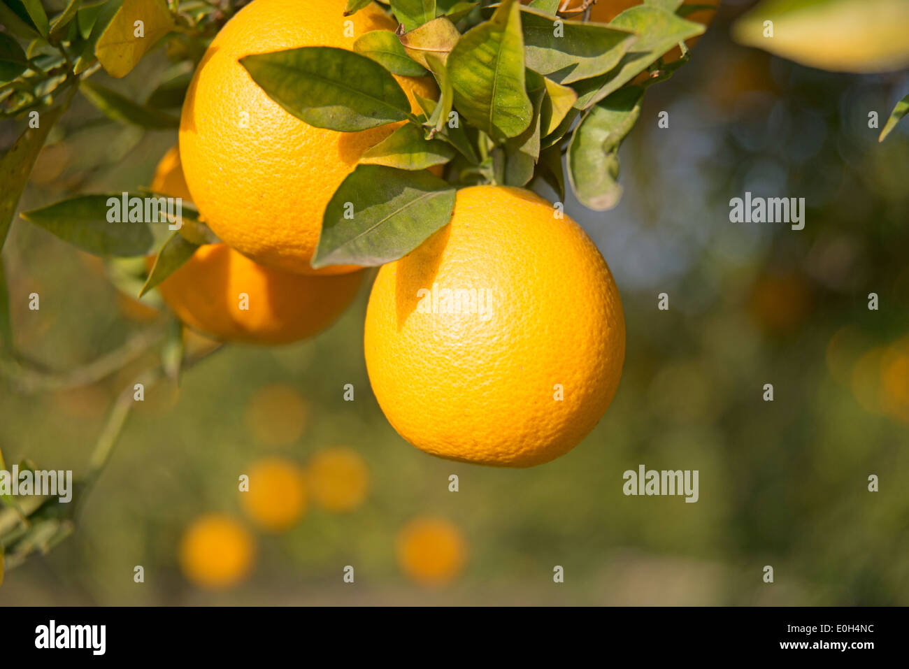 frische Valencia Orangen wachsen am Baum in Southern California Stockfoto