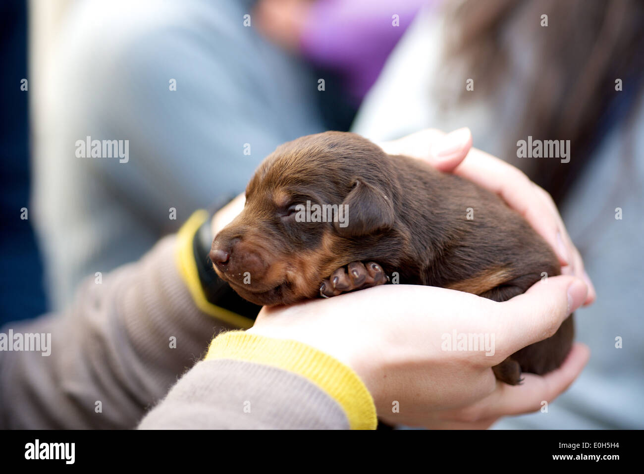 Braune Welpen Hund halten, die in einer menschlichen Hand ruht Stockfoto