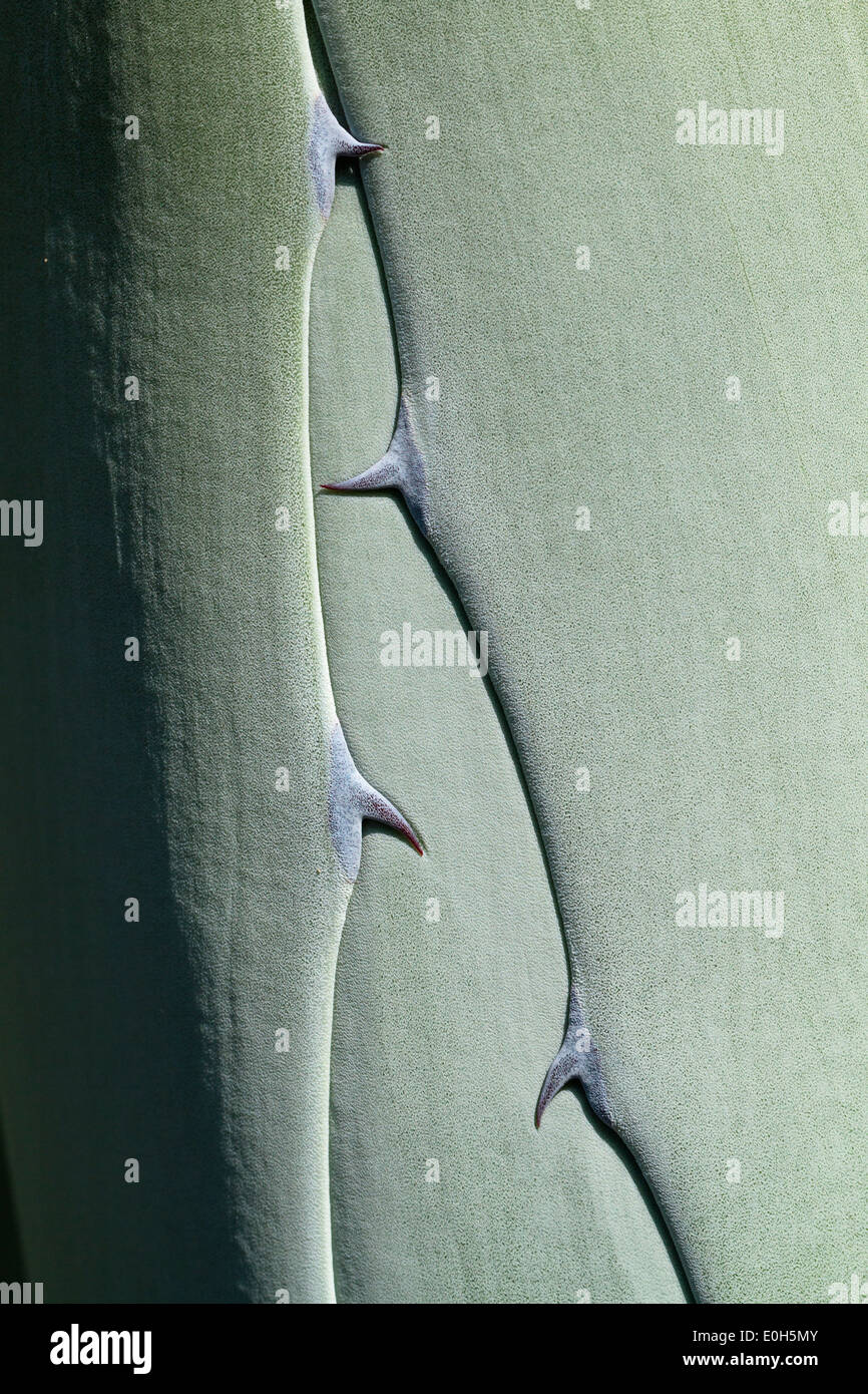 Rollte Blätter von Agava Americana, Mittelmeer, Europa Stockfoto