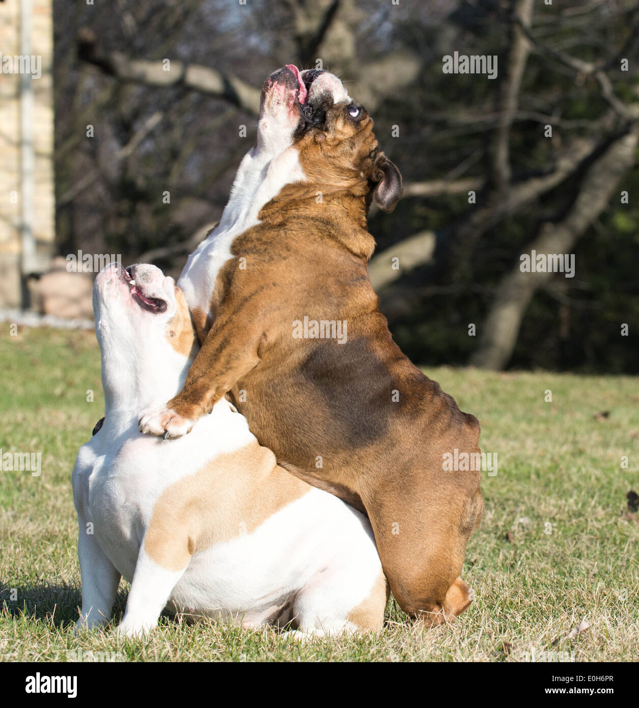 zwei englische Bulldogge außen spielen auf der Wiese Stockfoto