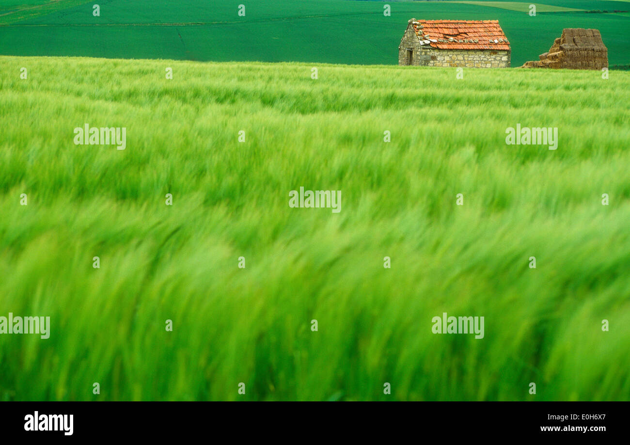 Grünes Weizenfeld mit Scheune, Frankreich. Stockfoto