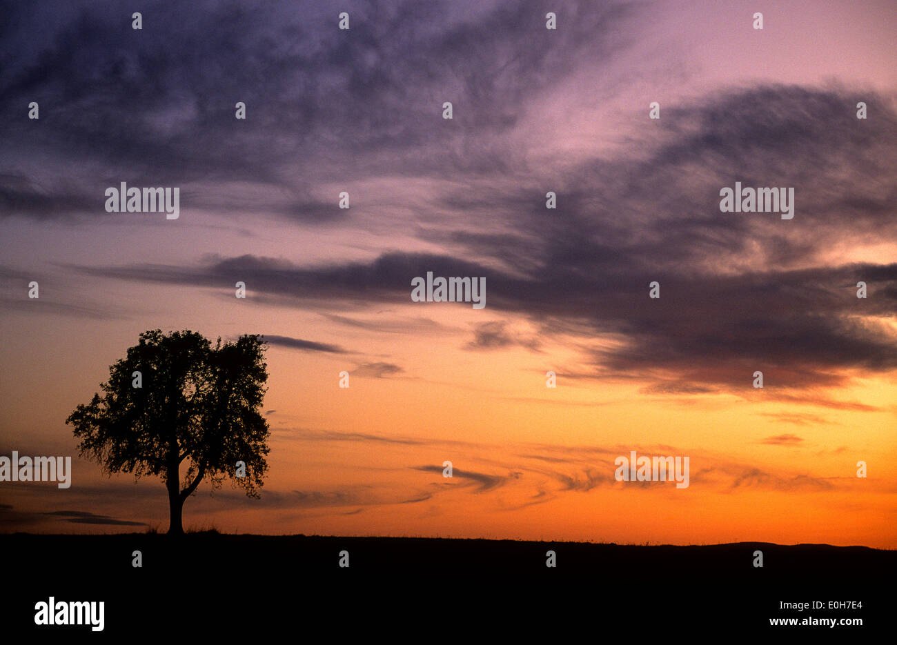 Silhouette eines Baumes bei Sonnenuntergang mit Kopierraum Stockfoto