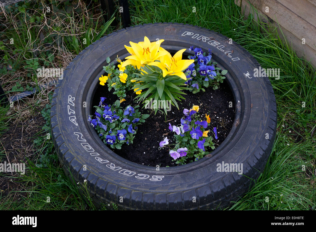Blumen im Frühling wächst ein Upcycled Auto Reifen Pflanzer Stockfotografie  - Alamy