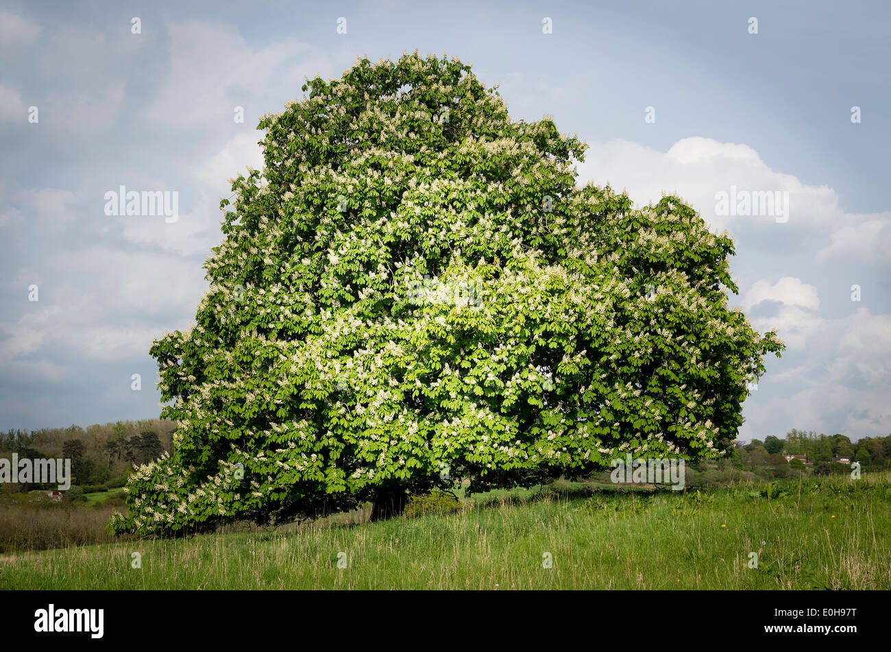 Rosskastanie Baum im abfallenden Bereich zeigt Unterseite Beweidung von Out-of-Shot Schwarzwild Stockfoto
