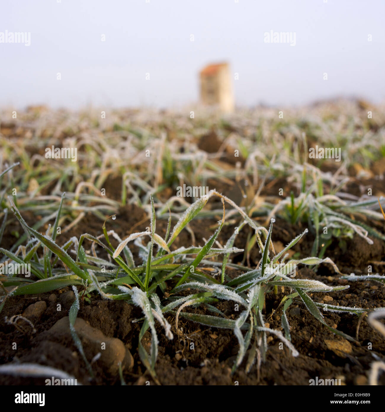 Getreide im Winter gefroren, Frankreich, Europa Stockfoto