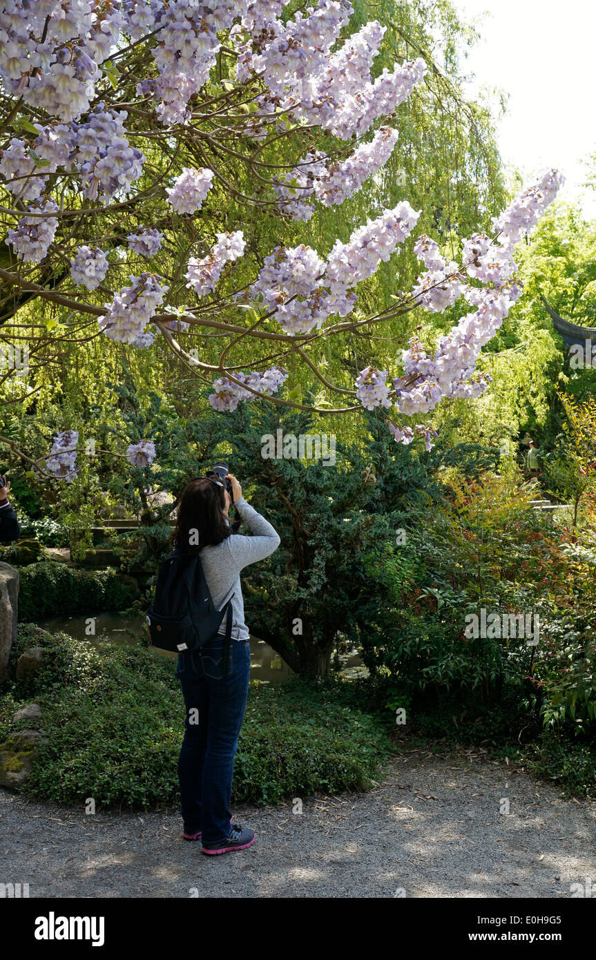 Frau Rosa Kirschblüten in Dr. Sun Yat-Sen Park, Chinatown, Vancouver, BC, Kanada zu fotografieren Stockfoto