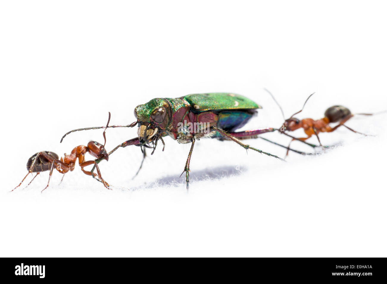 Die grüne Sandlaufkäfer (Cicindela Campestris) Stockfoto