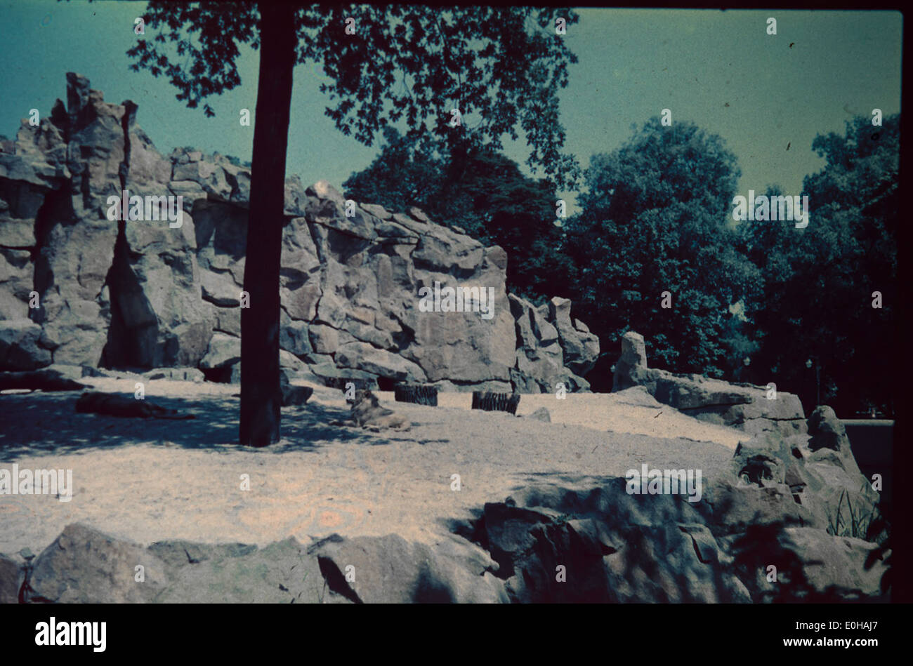 Dieses Foto zeigt den Berliner Zoo mit Tieren, darunter Löwen, im Dyrepark. Der Zoo war eine der Hauptattraktionen Berlins und bot Einblicke in zoologische Exponate des frühen 20. Jahrhunderts. Stockfoto