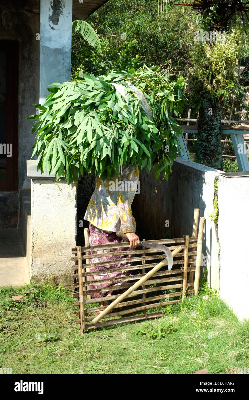 alte Dorf Dame tragen riesige Bündel von Gräsern, ihr Tierfutter in ihrem ländlichen Dorf zu Hause Ost-Java-Indonesien Stockfoto